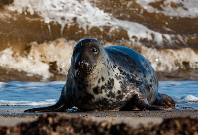 Close-up of an animal in water