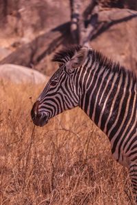 Side view of zebra on field