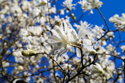 Close-up of white blossom against blue sky