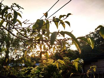 Low angle view of tree against sky