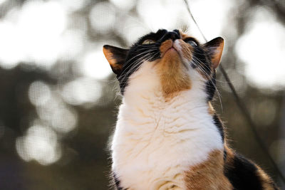 Close-up of a cat looking up