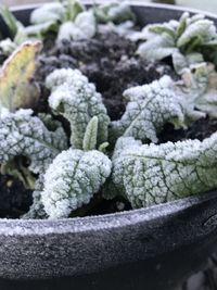 Close-up of succulent plant during winter