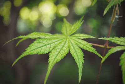 Close-up of fresh green plant
