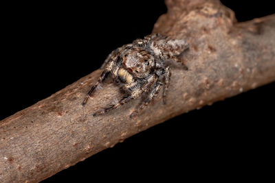 Close-up of lizard on wood against black background