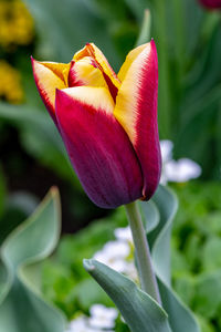 Close-up of purple lily