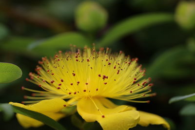 Close-up of flowering plant