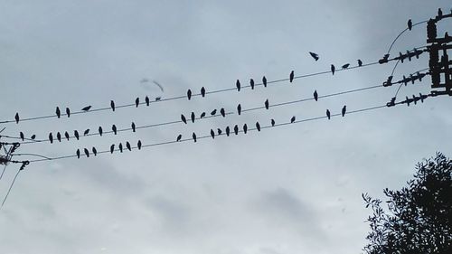 Low angle view of birds flying against sky