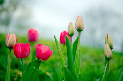 Close-up of pink tulips