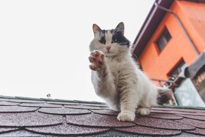 Cat on tiled roof against clear sky