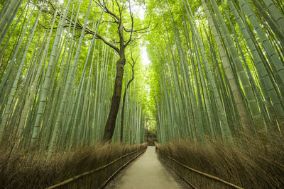 Walkway amidst trees in forest