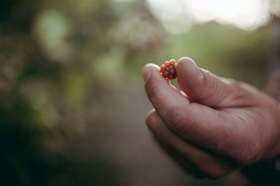 Close-up of hand holding fruit