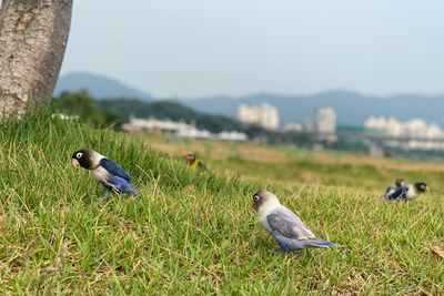 Birds perching on a field