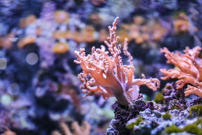 Close-up of coral in sea