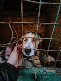 Cropped hand of person by dogs in cage