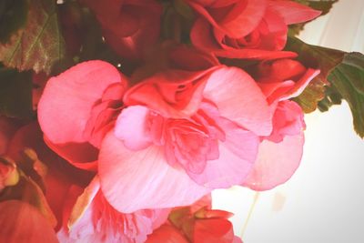 Close-up of pink flowers blooming outdoors