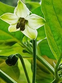 Close-up of flowering plant