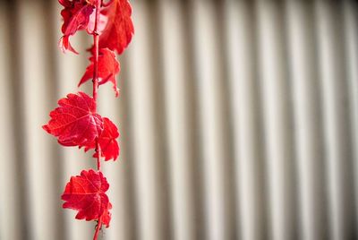 Close-up of red leaves on vine against wall during autumn