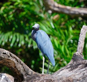 Bird perching on tree trunk