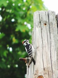 Close-up of bird perching on wooden wall