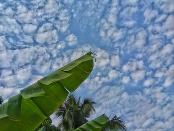 Low angle view of leaves against sky