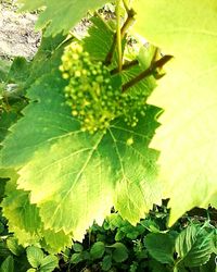 Close-up of fresh green plant