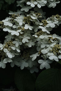 High angle view of flowering plant