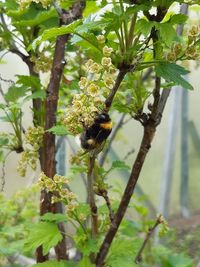 Close-up of bee pollinating flower