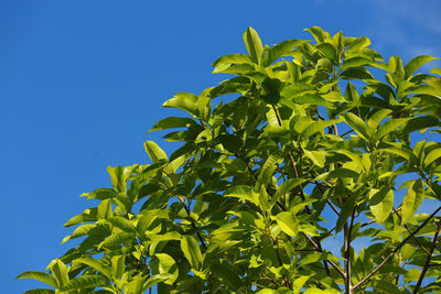 Low angle view of tree against clear blue sky