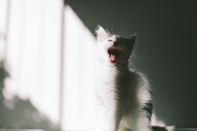 Cat yawning against white wall