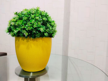 Close-up of potted plant on table against wall