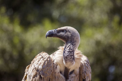 Close-up of a bird