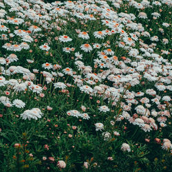 High angle view of white flowering plants on field