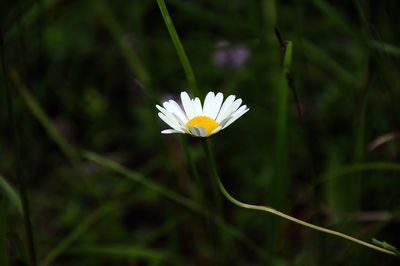 Close-up of white flower blooming outdoors