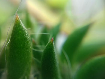 Close-up of succulent plant