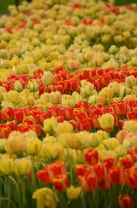 Full frame shot of red flowering plants