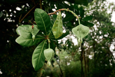 Close-up of green leaves on tree