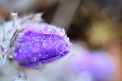 Close-up of wet purple flowering plant