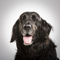 Close-up of black dog against white background