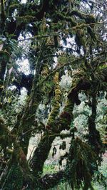 Low angle view of trees in forest