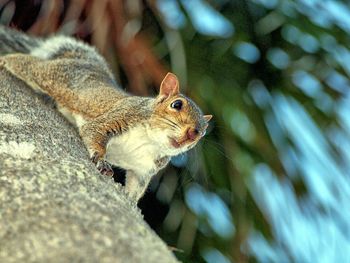 Low angle view of squirrel on tree