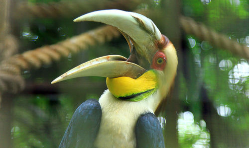 Close-up of sumba hornbill shouting