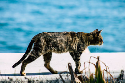 Side view of dog standing against sea