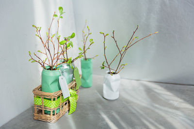 Close-up of potted plant on table