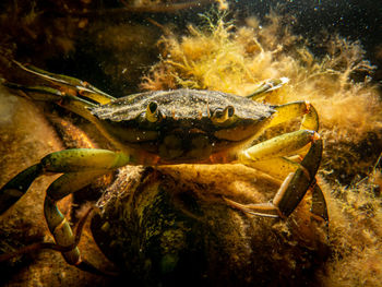 A close-up picture of a crab among seaweed