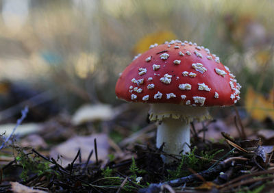 Close-up of fly agaric mushroom