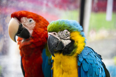 Close-up of parrot