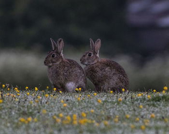 Pair of rabbits 