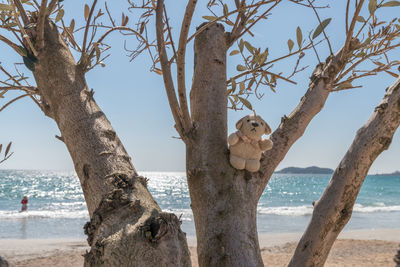 Tree on beach against sky