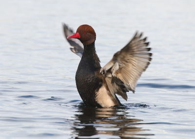 Close-up of duck swimming in lake