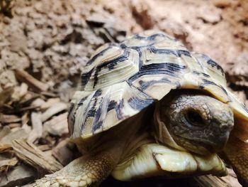 Close-up of a turtle on field